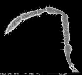 Media type: image;   Invertebrate Zoology 134690